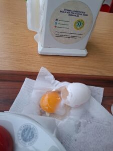 İstanbul Üniversitesi, 